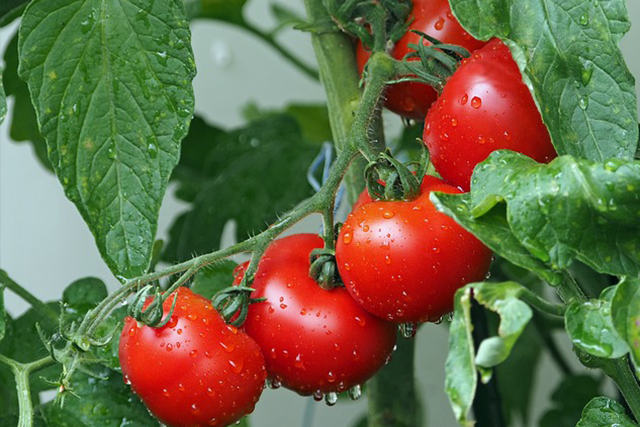Everything You Need to Know about Growing Micro Tomatoes