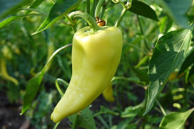 Peppers Growing Guide