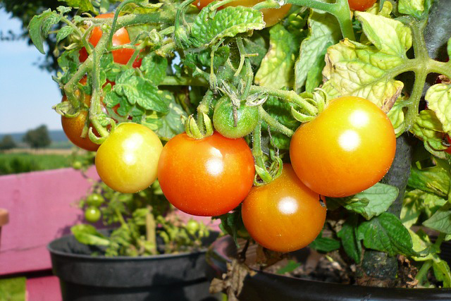 10 Tomato Varieties for Small Containers